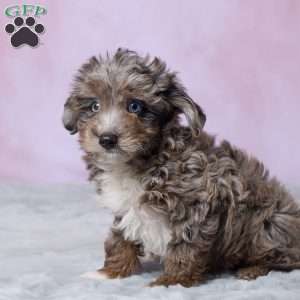 Dallas, Mini Aussiedoodle Puppy
